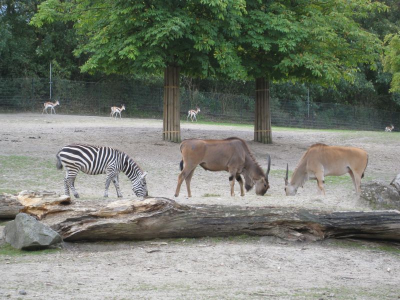 Antilopen und Zebra